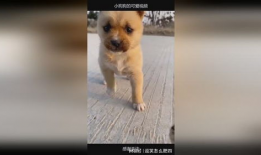 可爱的小狗视频,小狗视频里的欢乐时光